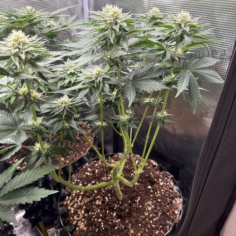 Gorilla Melon growlog timeline photo