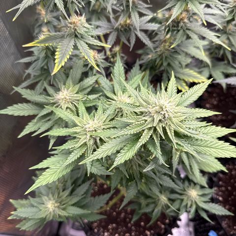 Lemonpaya growlog timeline photo