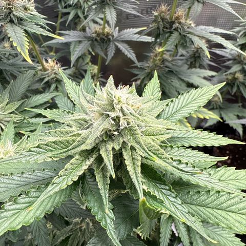 Lemonpaya growlog timeline photo