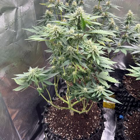 Lemonpaya growlog timeline photo