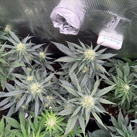 Fat Banana growlog timeline photo