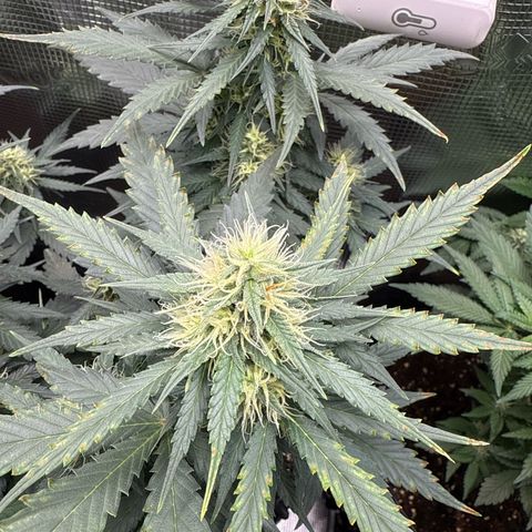 Fat Banana growlog timeline photo