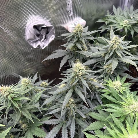 Fat Banana growlog timeline photo