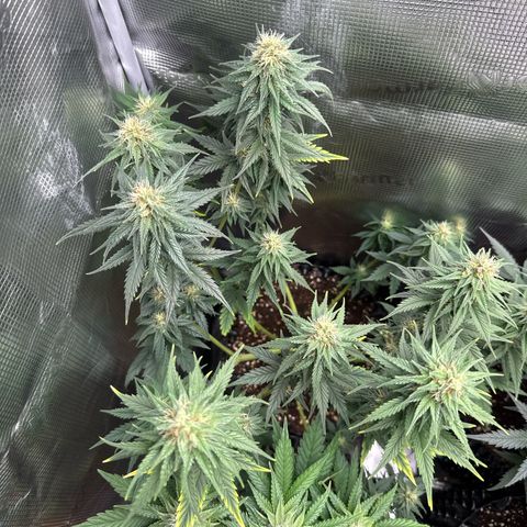 Special Kush #1 growlog timeline photo