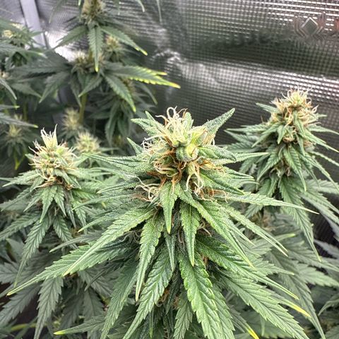 Special Kush #1 growlog timeline photo