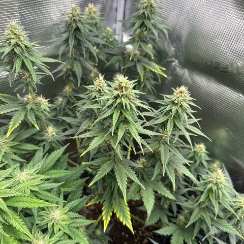 Special Kush #1 growlog timeline photo