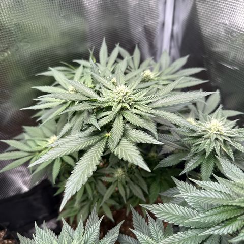 Rainbow Melon growlog timeline photo