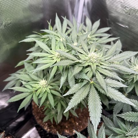 Rainbow Melon growlog timeline photo