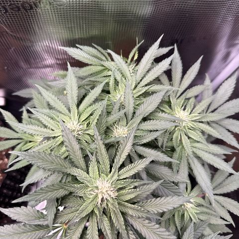 Rainbow Melon growlog timeline photo