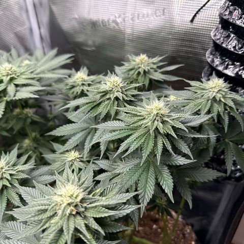 Gorilla Melon growlog timeline photo