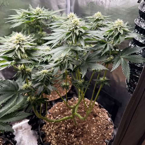 Gorilla Melon growlog timeline photo