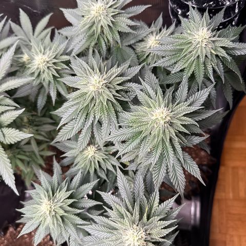 Gorilla Melon growlog timeline photo