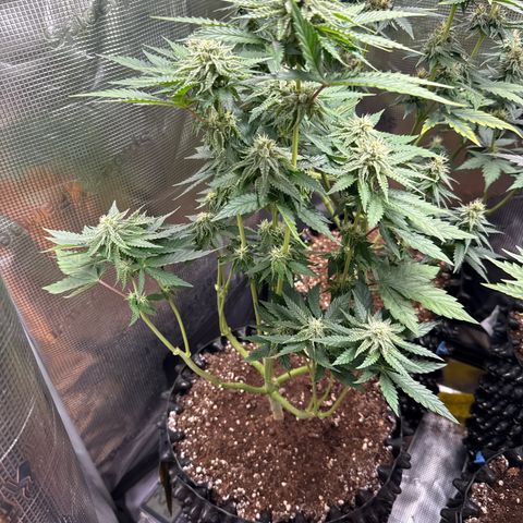 Lemonpaya growlog timeline photo