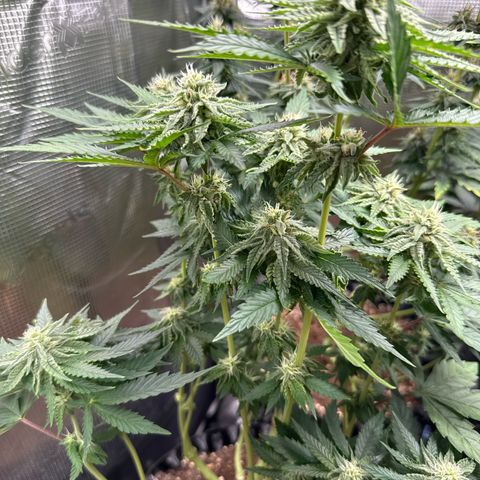 Lemonpaya growlog timeline photo