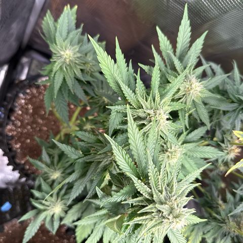 Lemonpaya growlog timeline photo