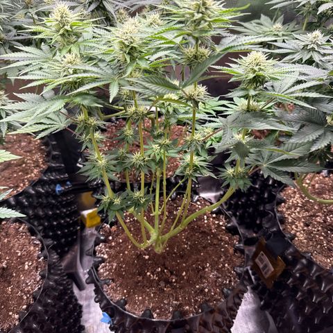 Gorilla Melon growlog timeline photo