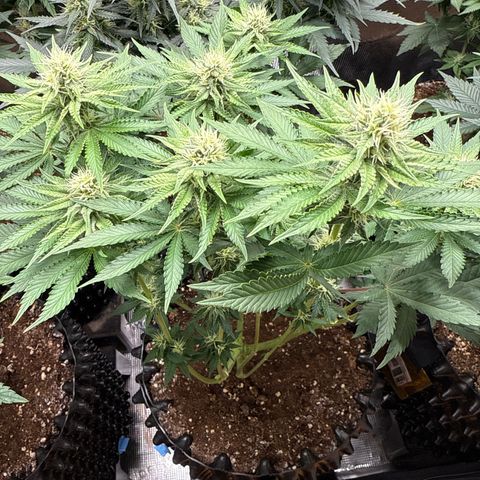 Gorilla Melon growlog timeline photo