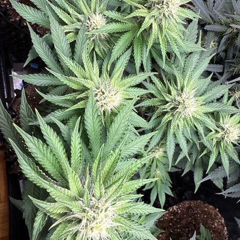 Gorilla Melon growlog timeline photo