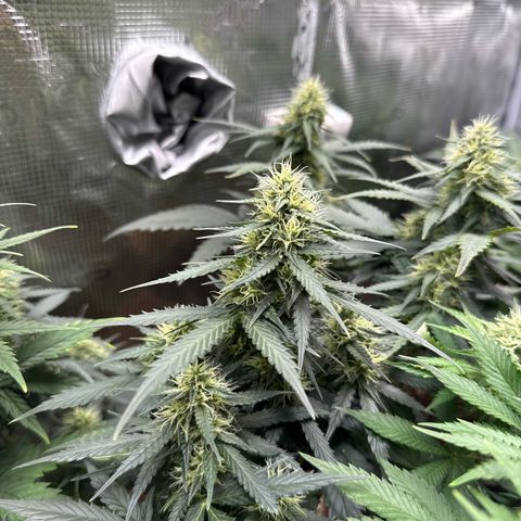 Fat Banana growlog timeline photo
