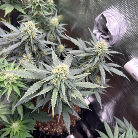 Fat Banana growlog timeline photo