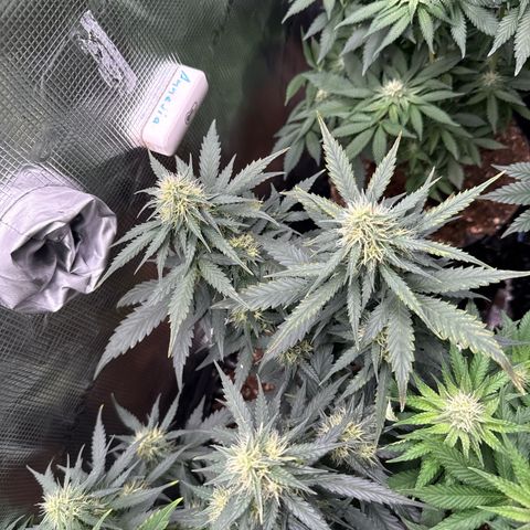 Fat Banana growlog timeline photo