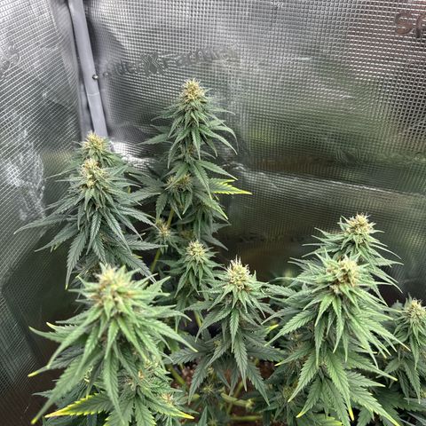 Special Kush #1 growlog timeline photo