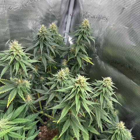 Special Kush #1 growlog timeline photo