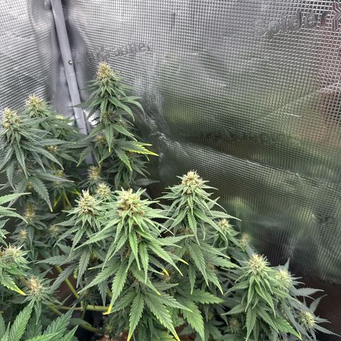 Special Kush #1 growlog timeline photo