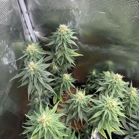 Special Kush #1 growlog timeline photo