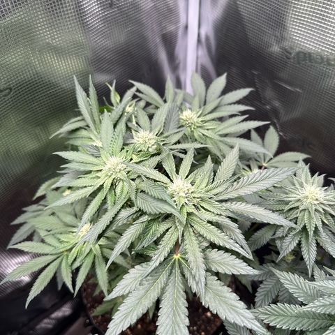 Rainbow Melon growlog timeline photo