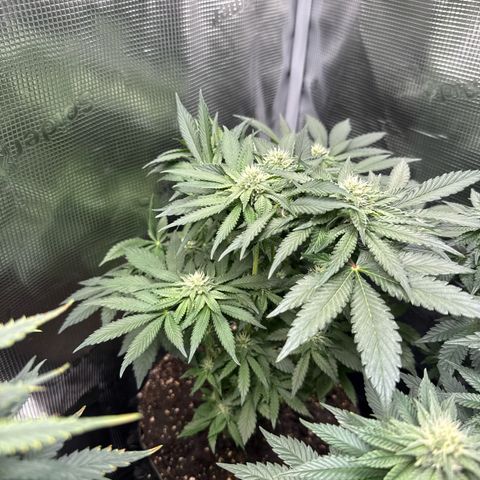 Rainbow Melon growlog timeline photo