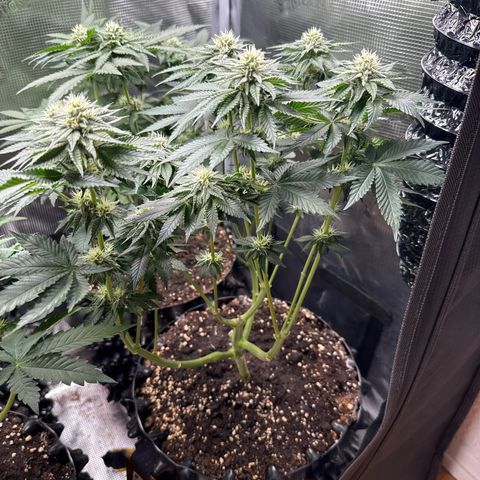 Gorilla Melon growlog timeline photo