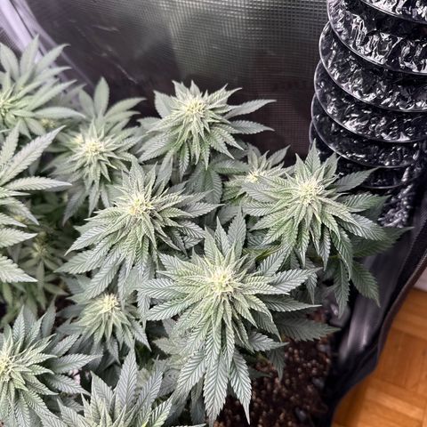 Gorilla Melon growlog timeline photo