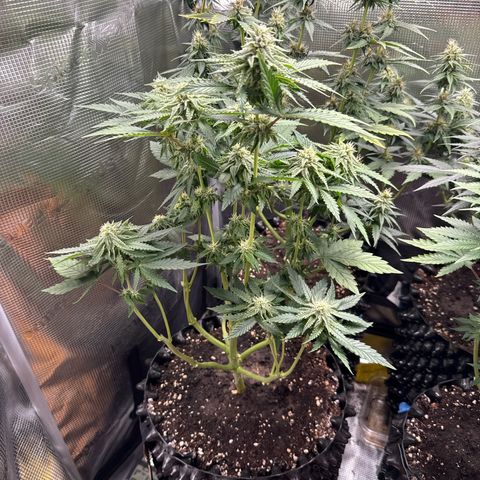 Lemonpaya growlog timeline photo