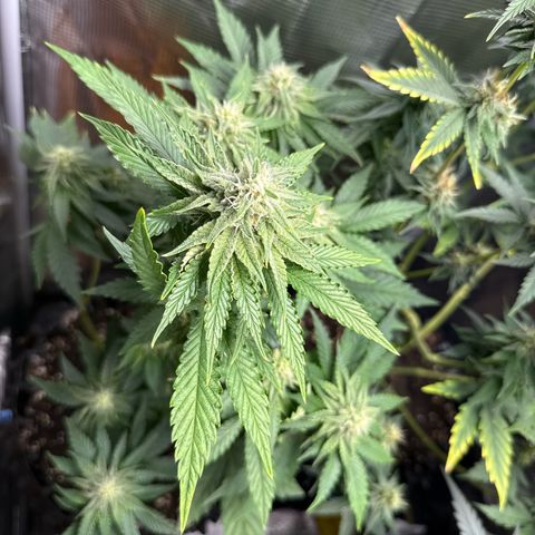 Lemonpaya growlog timeline photo