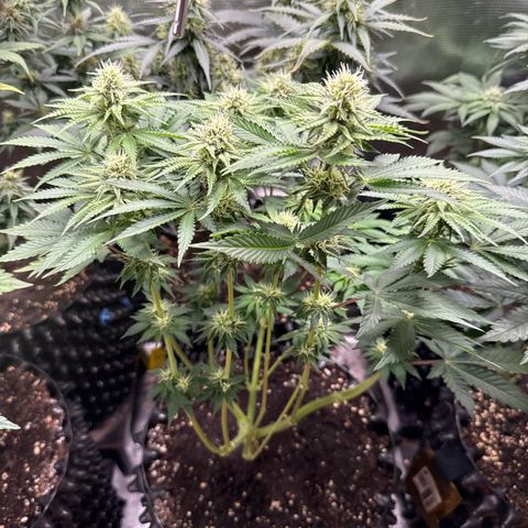Gorilla Melon growlog timeline photo