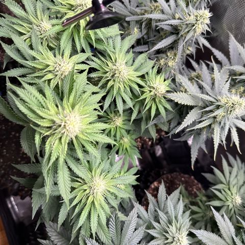 Gorilla Melon growlog timeline photo