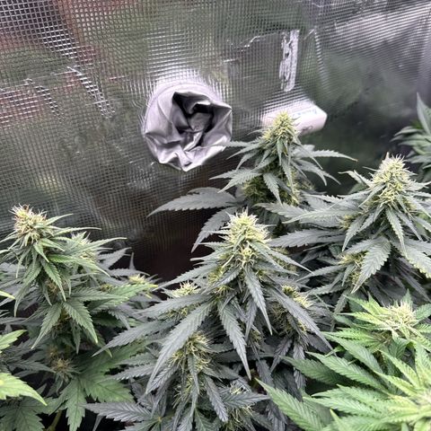Fat Banana growlog timeline photo