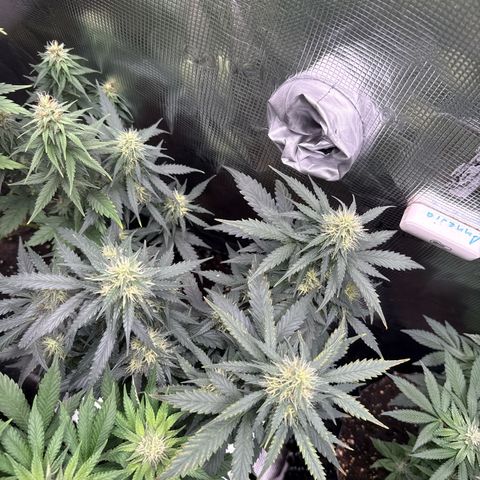Fat Banana growlog timeline photo