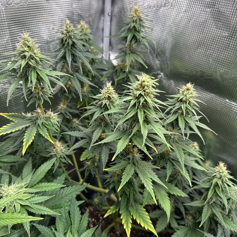 Special Kush #1 growlog timeline photo