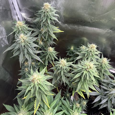 Special Kush #1 growlog timeline photo
