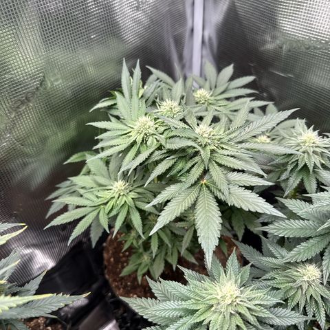 Rainbow Melon growlog timeline photo
