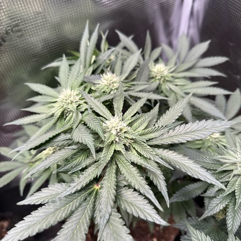 Rainbow Melon growlog timeline photo