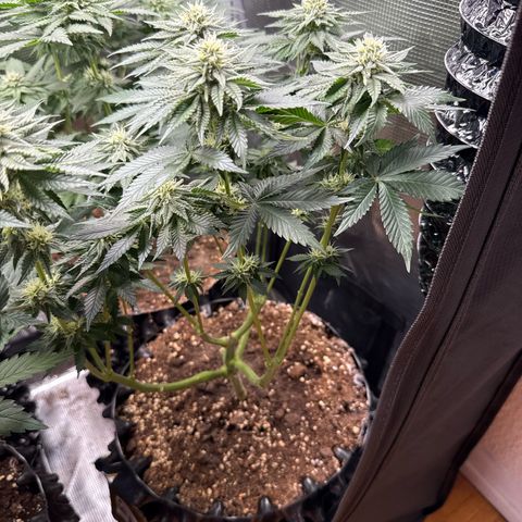 Gorilla Melon growlog timeline photo