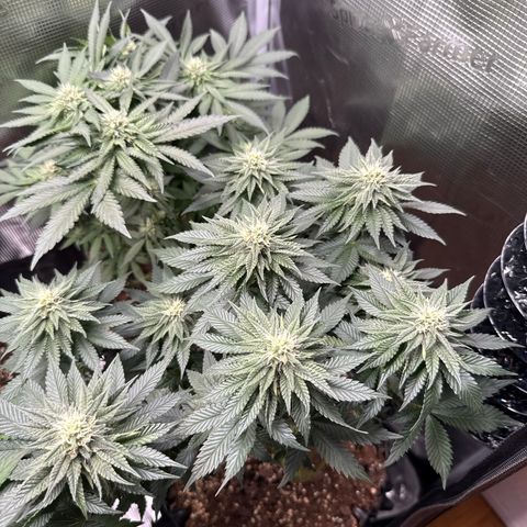 Gorilla Melon growlog timeline photo