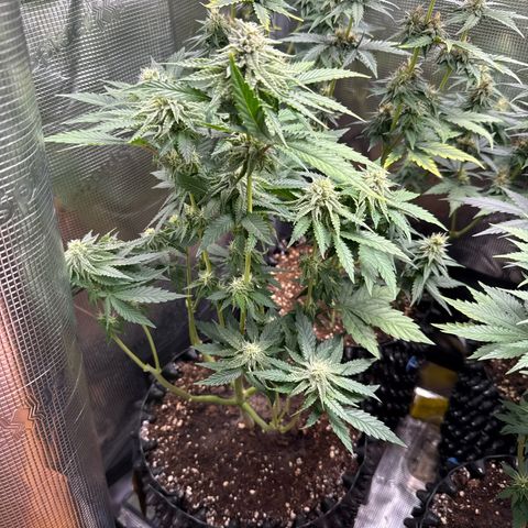 Lemonpaya growlog timeline photo