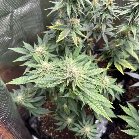 Lemonpaya growlog timeline photo