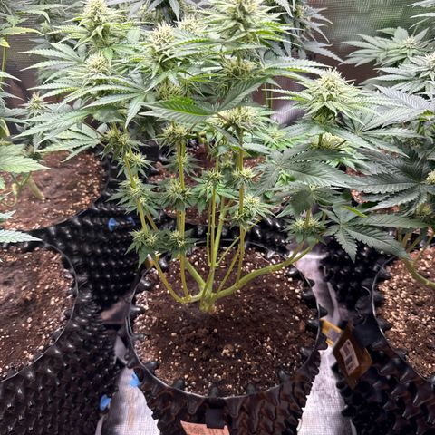 Gorilla Melon growlog timeline photo
