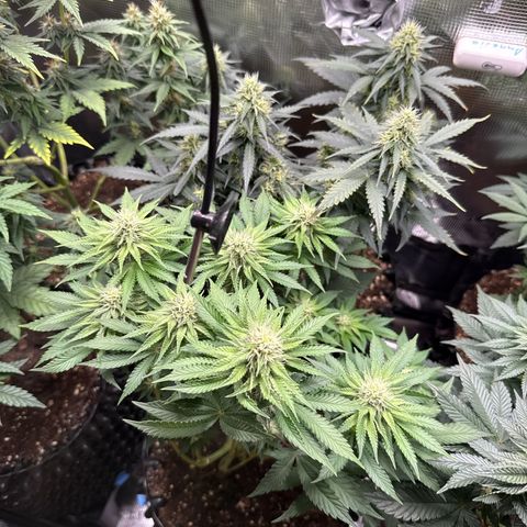 Gorilla Melon growlog timeline photo