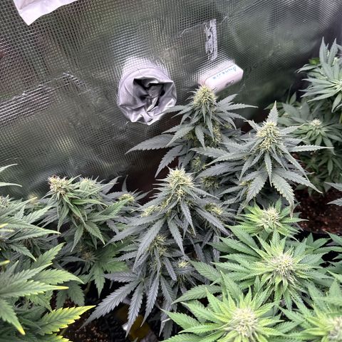 Fat Banana growlog timeline photo